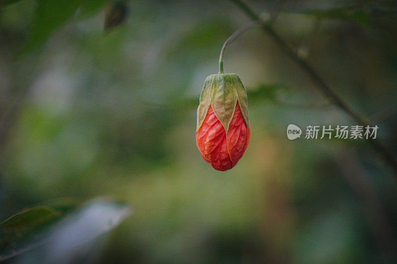 Abutilon Pictum中国灯笼花库存照片